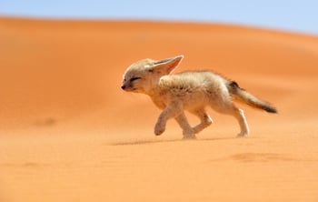 Fennec Fox (credit: NatGeo)